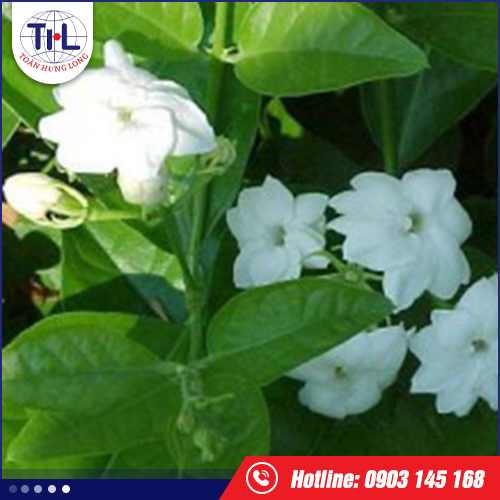 Hương lài